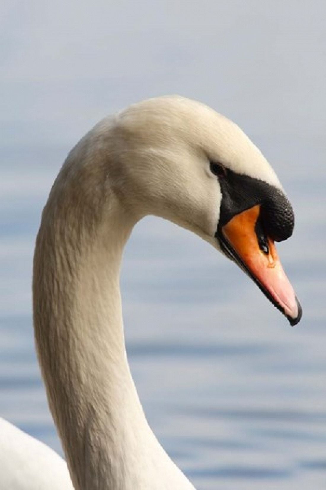 British Columbia Vancouver Mute Swan bird Canvas Art - Rick A Brown DanitaDelimont (24 x 36)