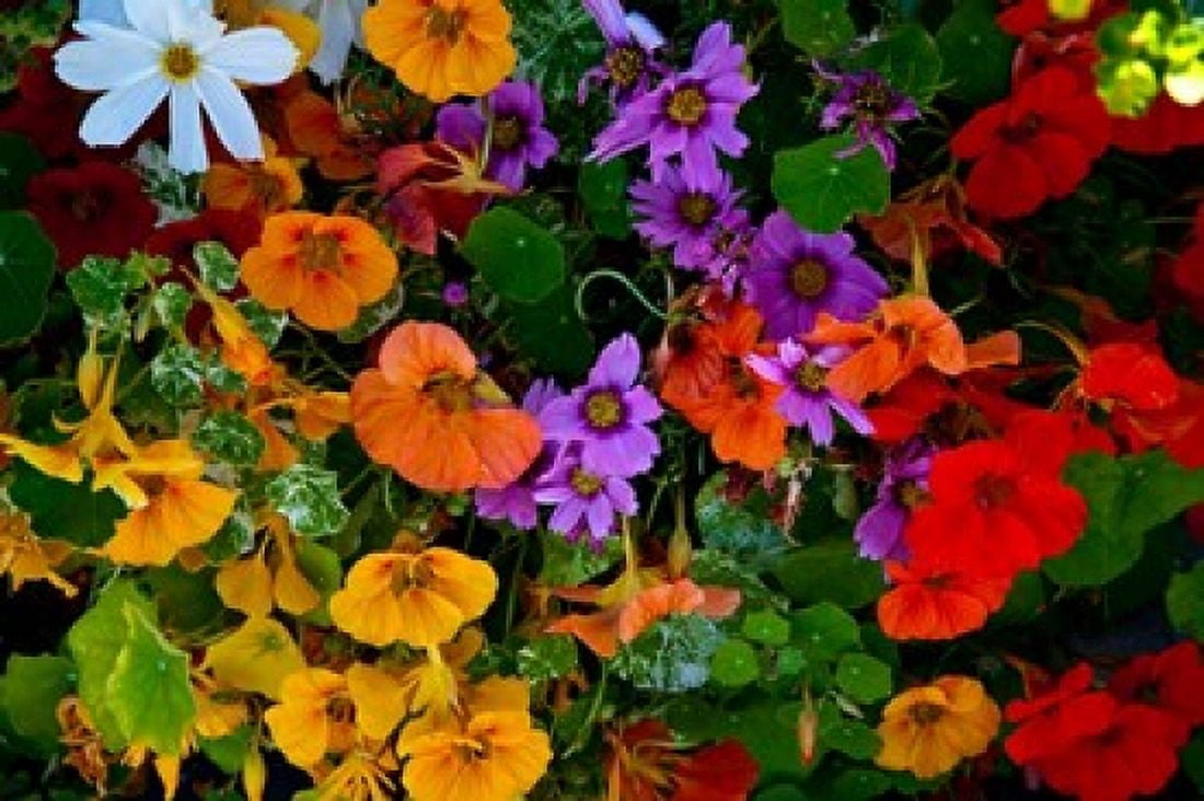 British Columbia Victoria Flowerbox on House boats Canvas Art - Terry Eggers DanitaDelimont (29 x 19)