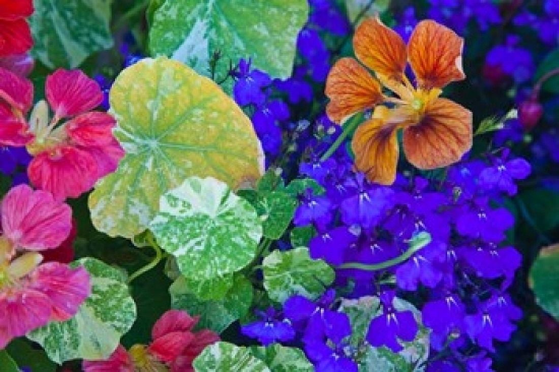 British Columbia Victoria Flowerboxes Canvas Art - Terry Eggers DanitaDelimont (36 x 24)