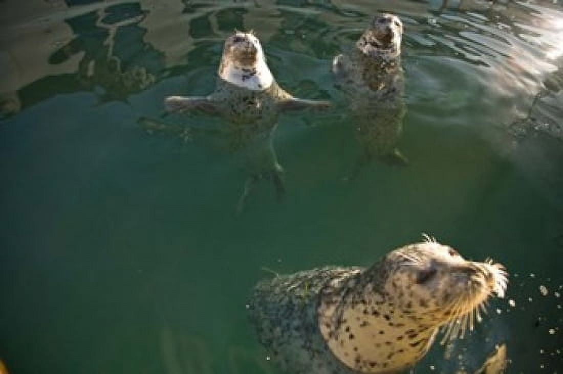 British Columbia Victoria Harbor Seals Oak Bay Canvas Art - Stuart Westmorland DanitaDelimont (26 x 18)