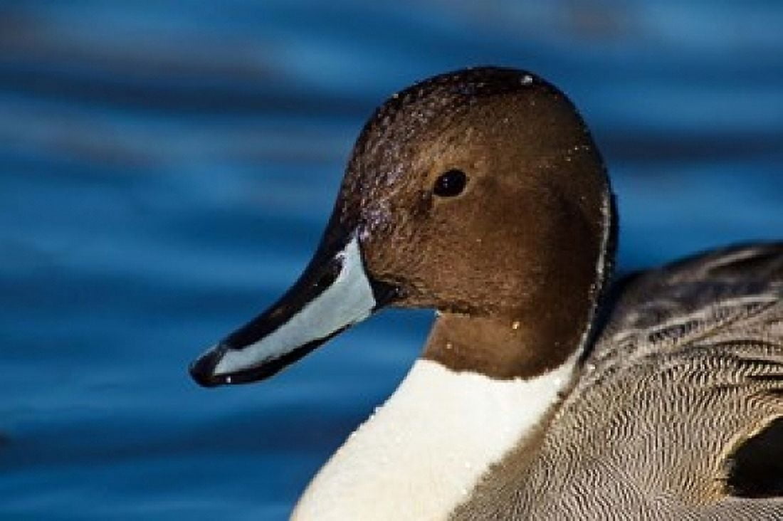 British Columbia Westham Island Pintail Duck Canvas Art - Rick A Brown DanitaDelimont (36 x 24)