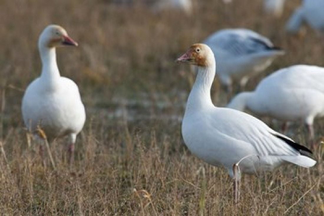 British Columbia Westham Island Snow Goose bird Canvas Art - Rick A Brown DanitaDelimont (20 x 13)