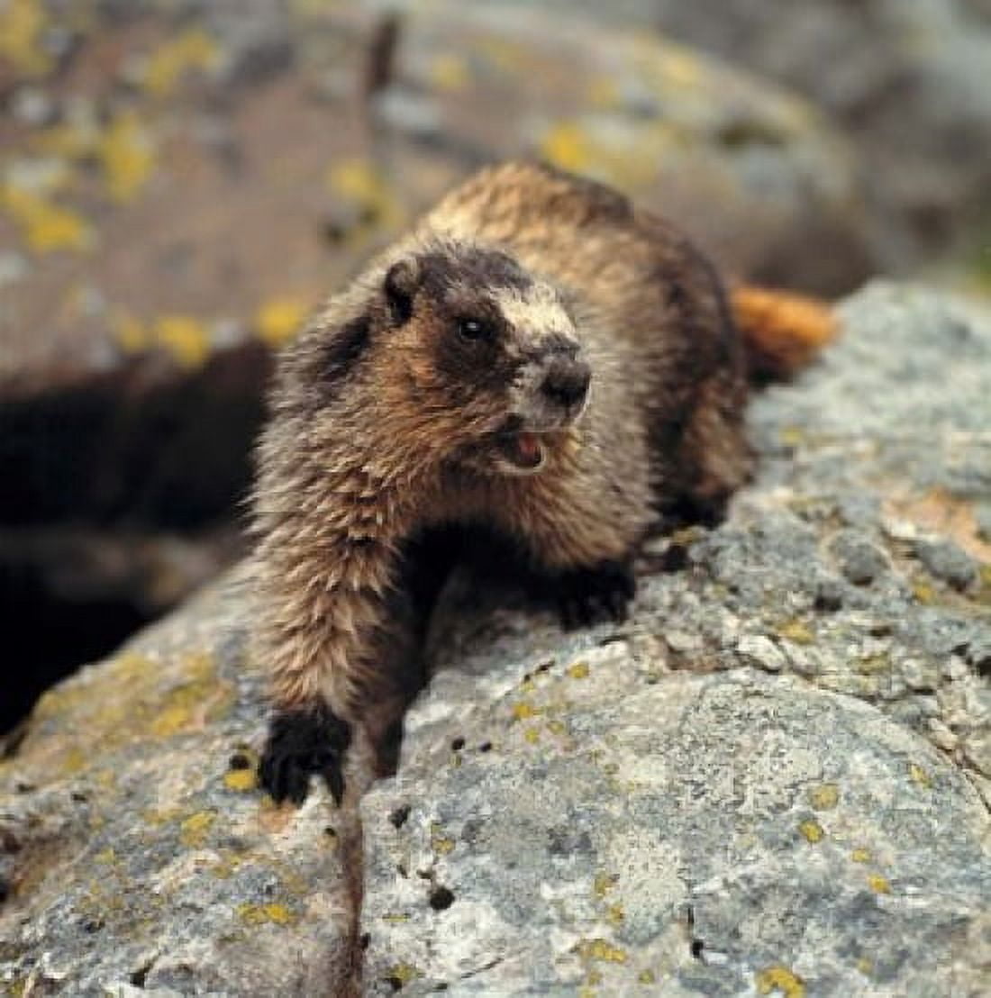 British Columbia Yoho NP Hoary marmot Canvas Art - Ric Ergenbright DanitaDelimont (23 x 23)