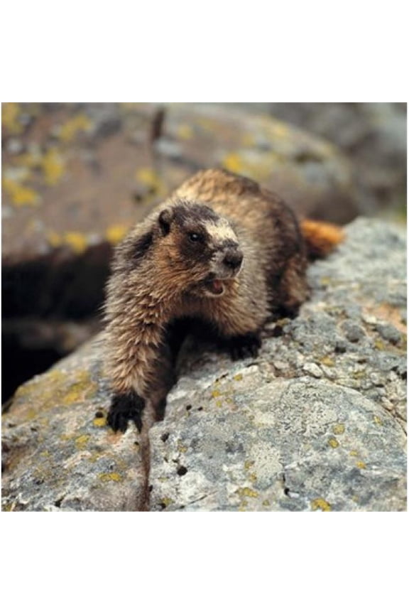 British Columbia Yoho Np Hoary Marmot Poster Print by Ric Ergenbright - 23 x 23 in.