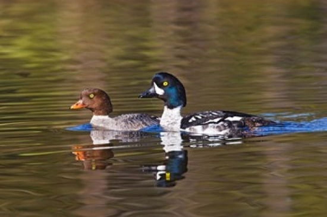 British Columbia near Kamloops Common Goldeneye ducks Canvas Art - Larry Ditto DanitaDelimont (16 x 10)