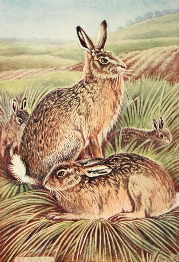 British Land Mammals 1911 Hares & Leverets Canvas Art - Charles Francis Newall (24 x 36)