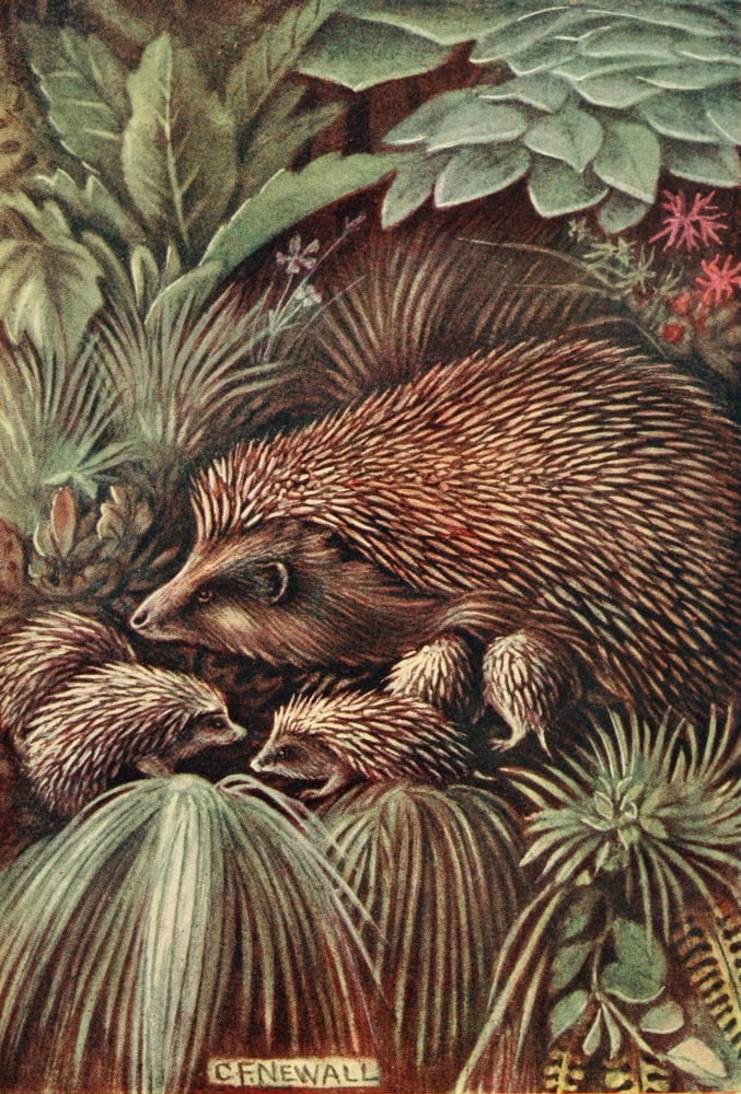 British Land Mammals 1911 Hedgehog & young Canvas Art - Charles Francis Newall (18 x 24)