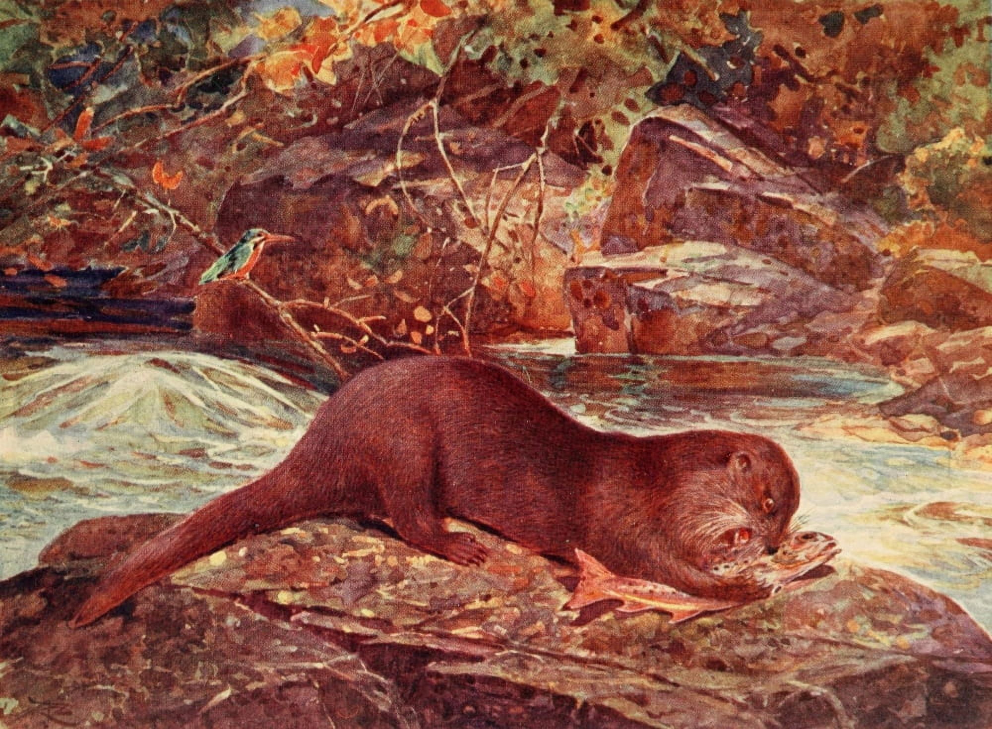 British Land Mammals 1911 Otter feeding on trout Canvas Art - Unknown (24 x 36)