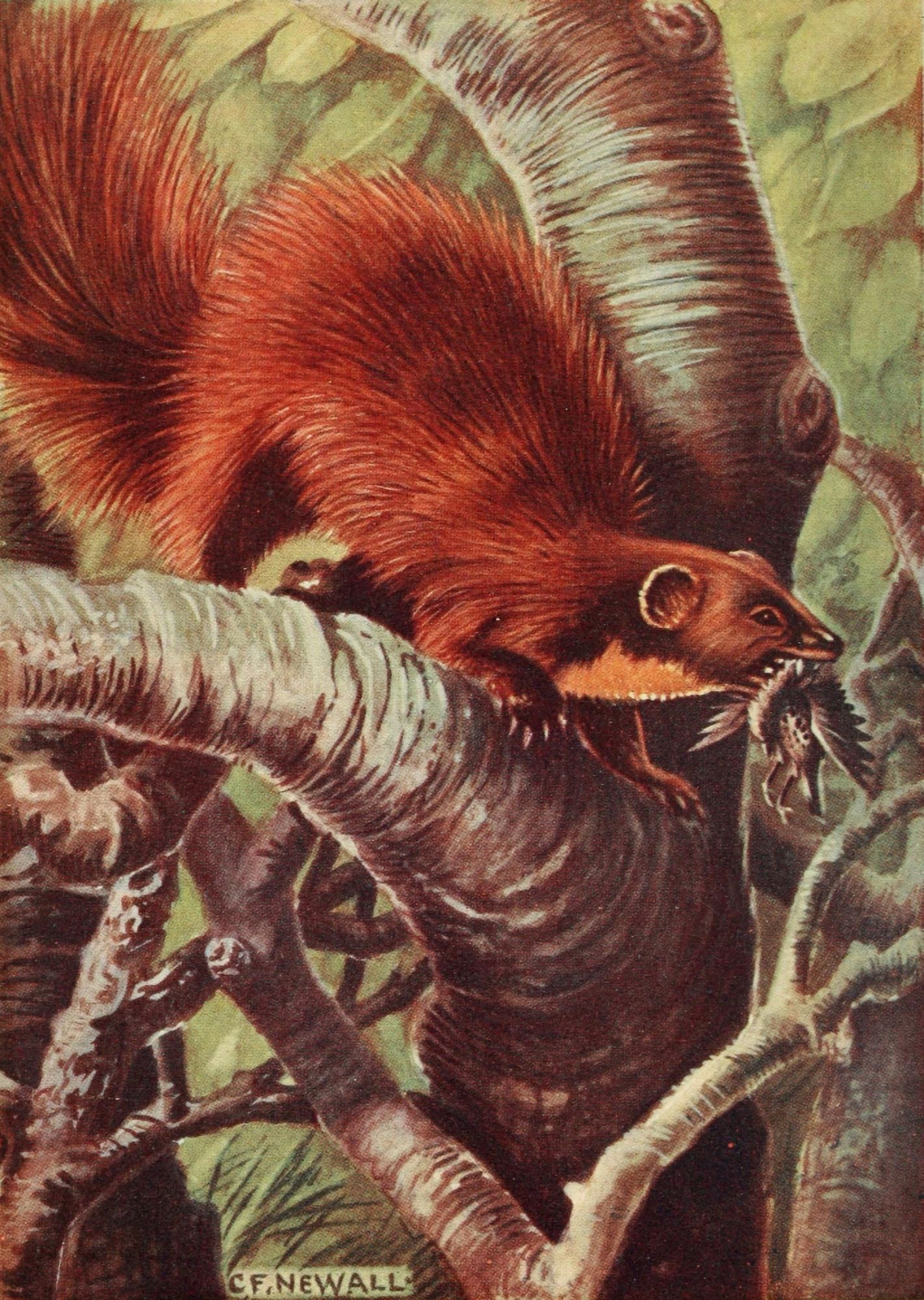 British Land Mammals 1911 Pine Marten Canvas Art - Charles Francis Newall (18 x 24)