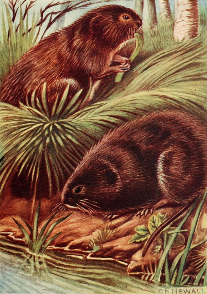 British Land Mammals 1911 Water-voles Canvas Art - Charles Francis Newall (24 x 36)