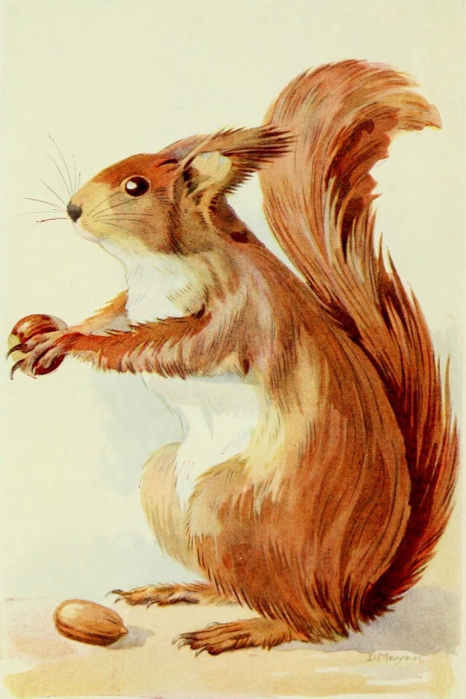 British Mammals 1920s Squirrel Canvas Art - Doris Meyer (18 x 24)