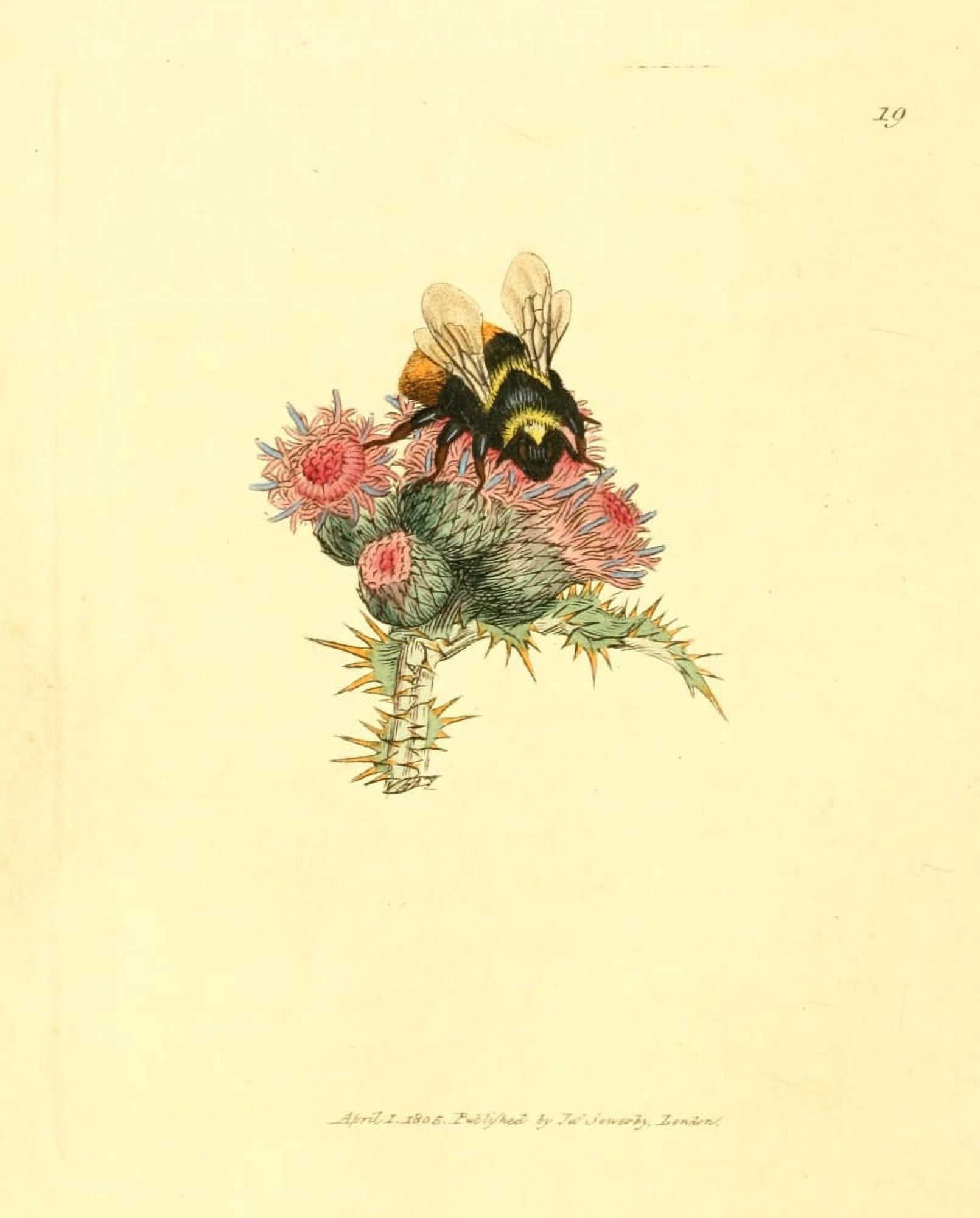 British Miscellany 1806 Thistles & Bee Canvas Art - J Sowerby (18 x 24)