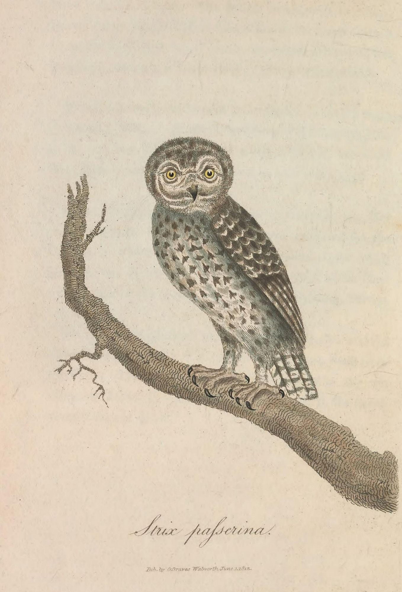 British Ornithology 1813 Little Owl Canvas Art - S Howitt (18 x 24)