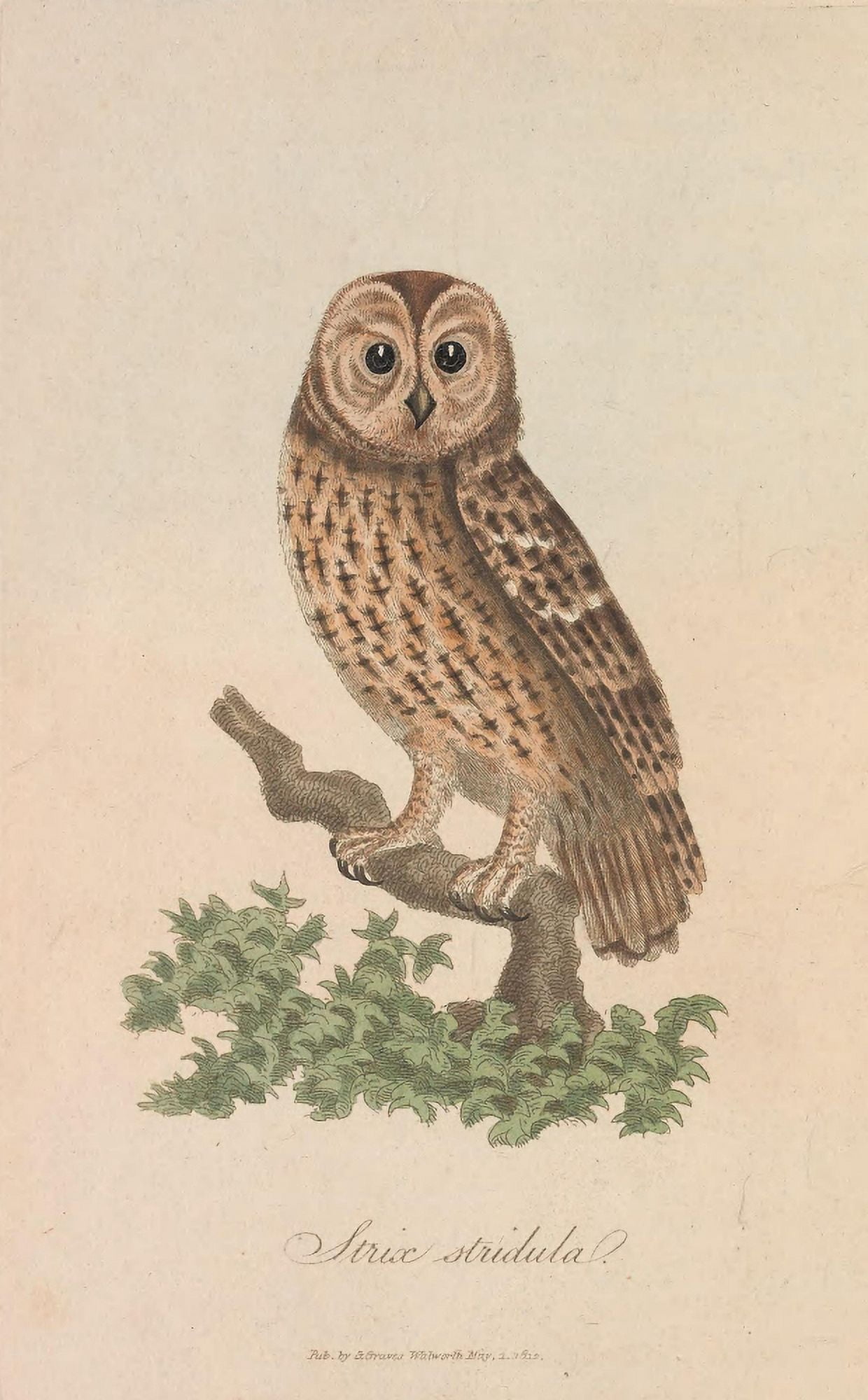 British Ornithology 1813 Tawny Owl Canvas Art - G Graves (18 x 24)