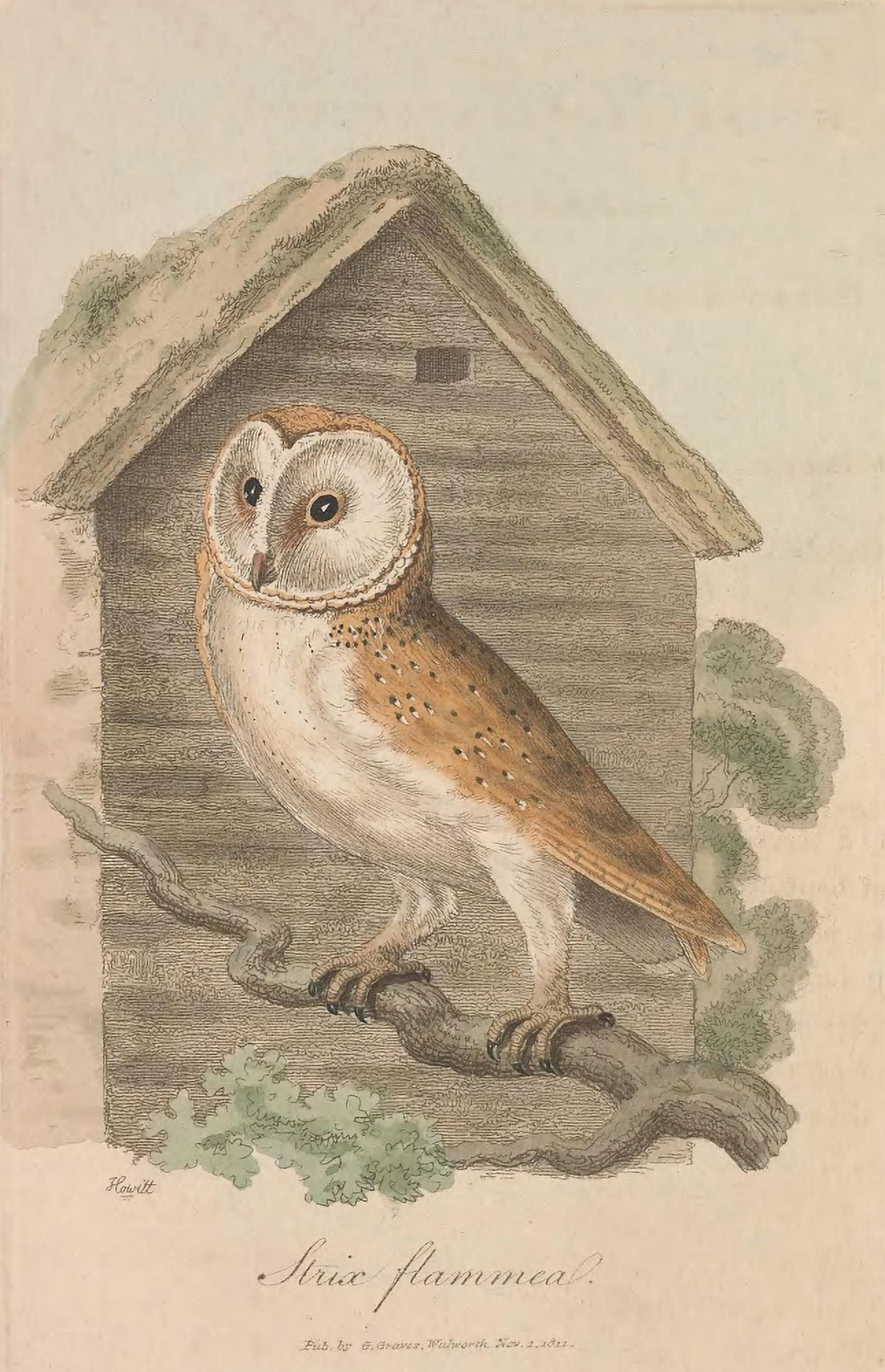 British Ornithology 1813 Tawny Owl Canvas Art - S Howitt (24 x 36)