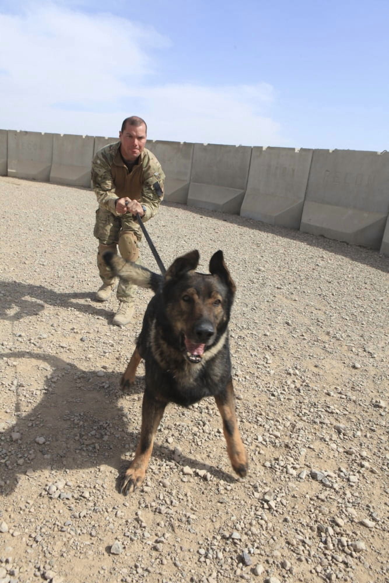 British Soldier restrains his military working dog Canvas Art - Stocktrek Images (23 x 34)