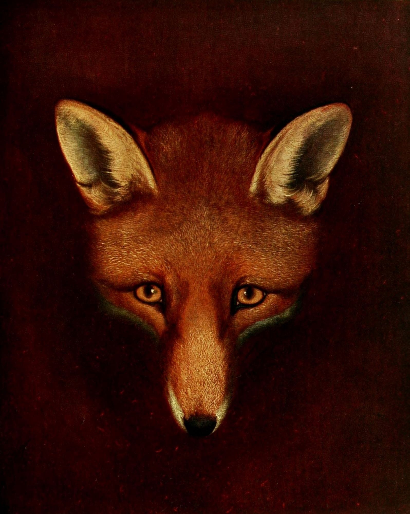 British Sporting Prints 1922 Renard the Fox Canvas Art - Philip Reinagle (18 x 24)