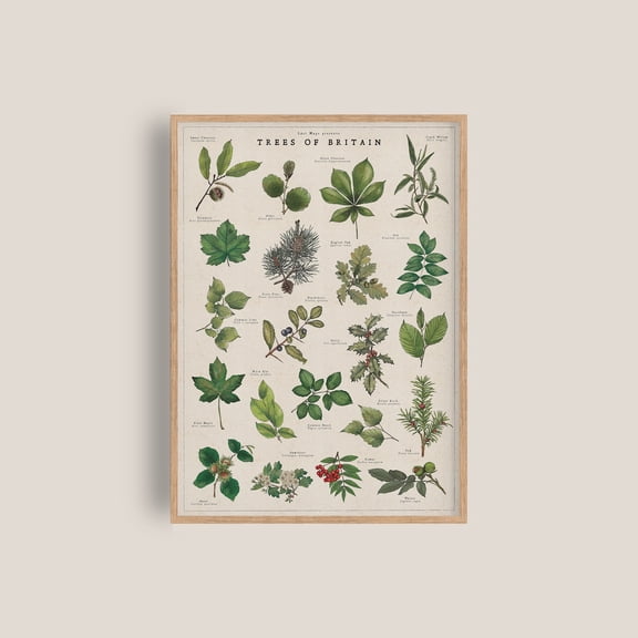 British Trees Identification Wall Art Print