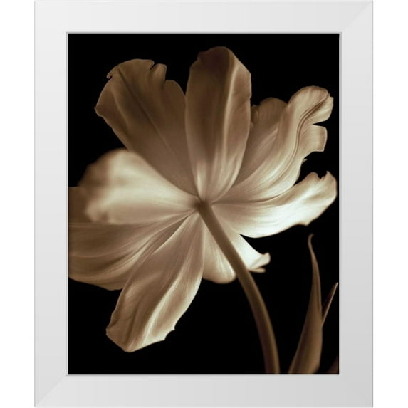 Britt, Charles 26x32 White Modern Wood Framed Museum Art Print Titled - Champagne Tulip II