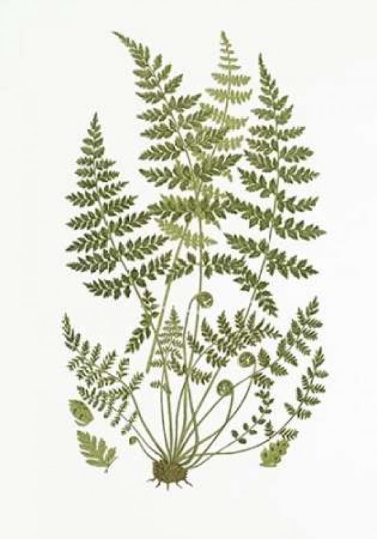 Brittle Fern Canvas Art - Anonymous (20 x 28)