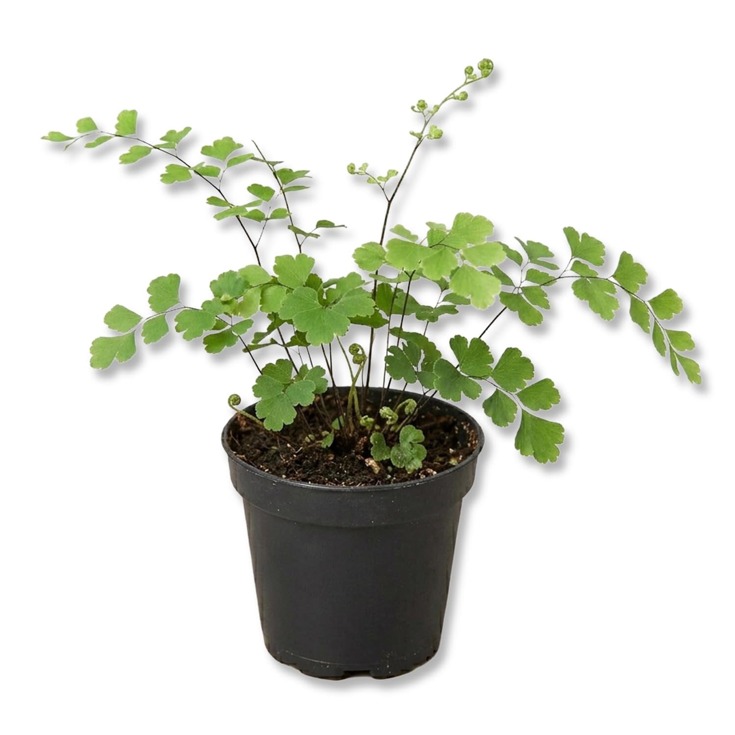 Compact Fern Tree Brittle Maidenhair Fern - 4 Live Starter Plants - Adiantum Tenerum ...