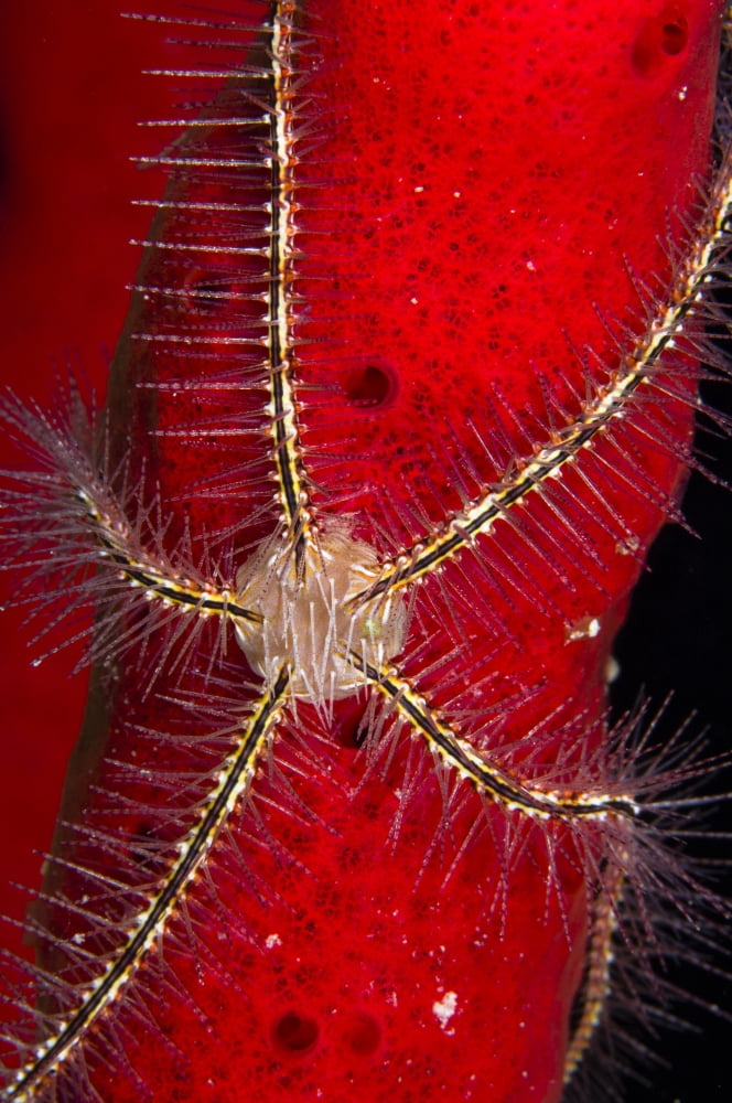 Brittle Star on sponge Belize Canvas Art - Todd WinnerStocktrek Images (12 x 18)
