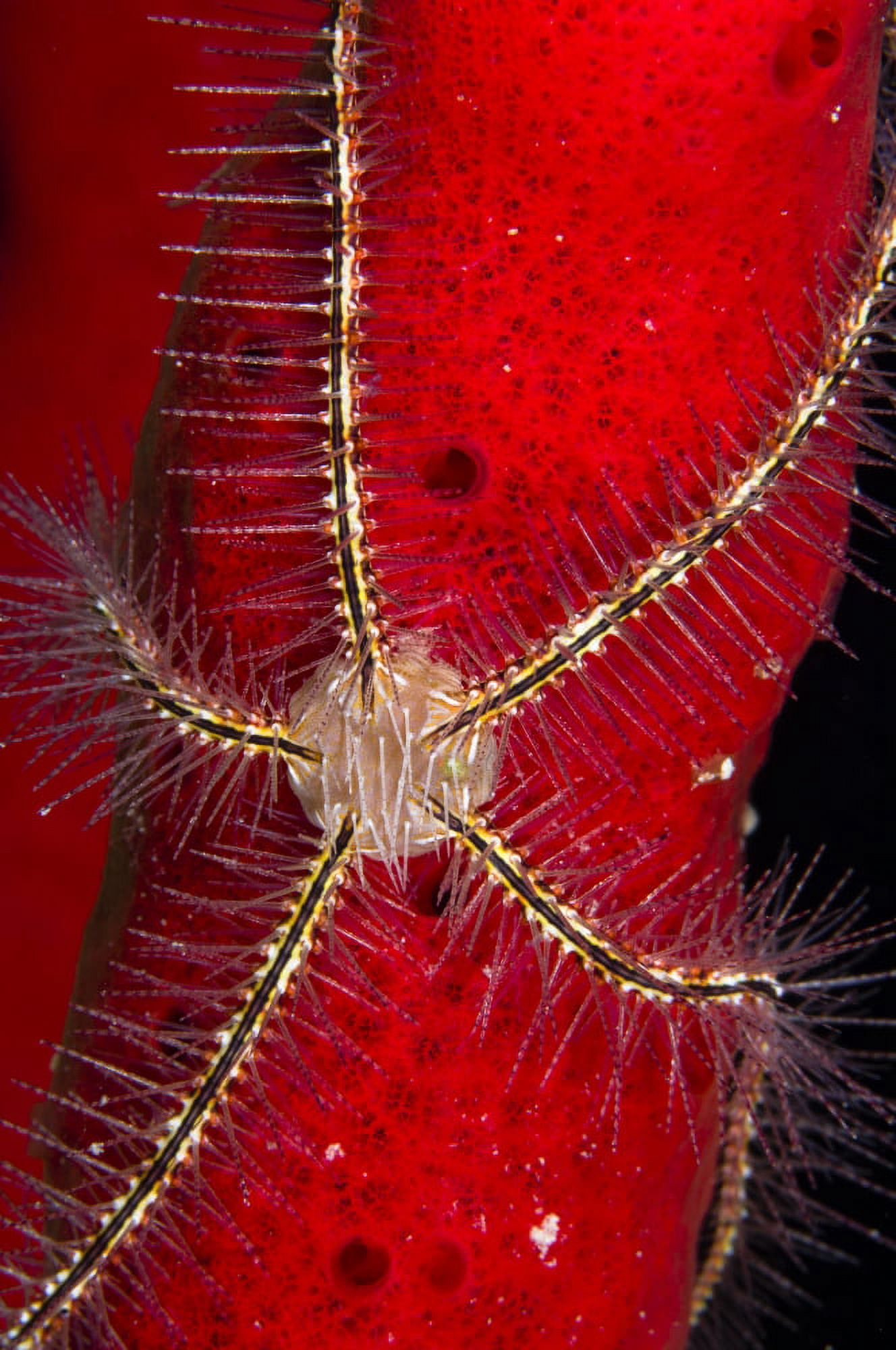 Brittle Star on sponge Belize Canvas Art - Todd WinnerStocktrek Images (23 x 35)