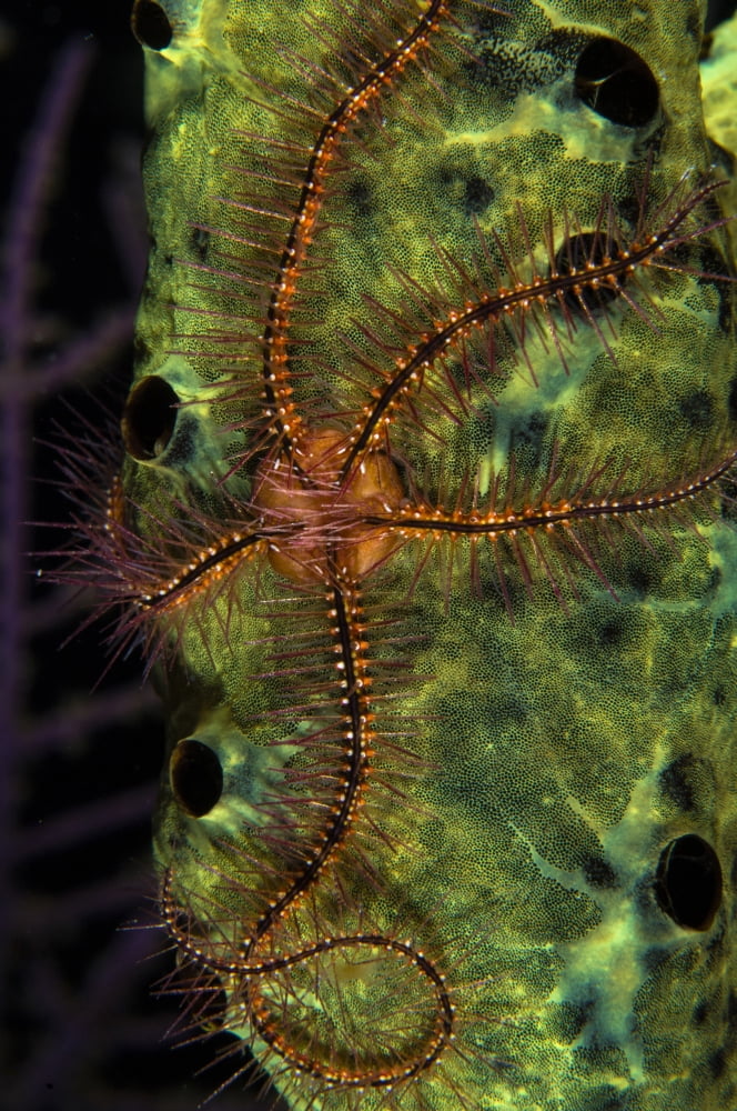 Brittle Star on sponge Belize Canvas Art - Todd WinnerStocktrek Images (23 x 35)