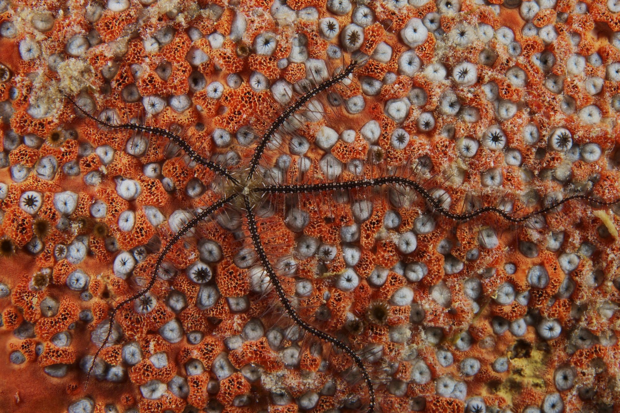 Brittle Starfish on an orange sponge Canvas Art - Terry MooreStocktrek Images (35 x 23)