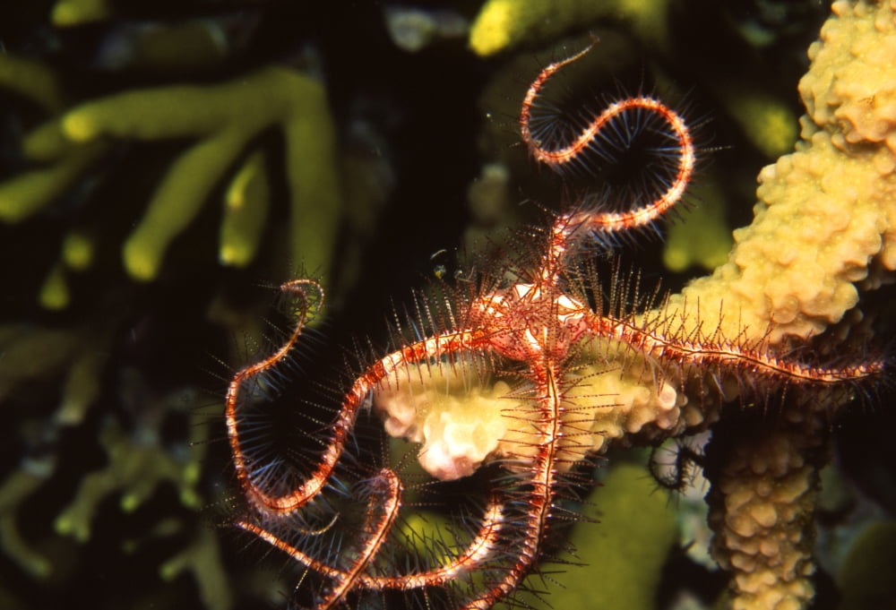 Brittle star Solomon Islands Canvas Art - Beverly FactorStocktrek Images (35 x 24)