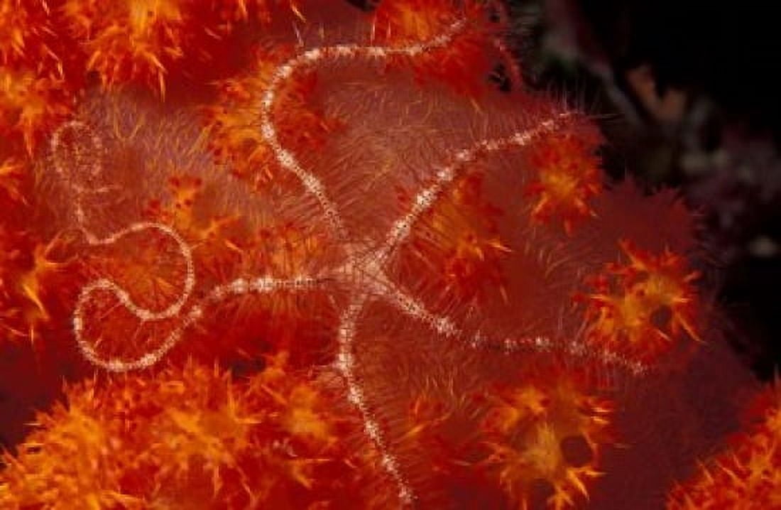 Brittlestar on Soft Coral Papua Indonesia Canvas Art - Michele Westmorland DanitaDelimont (27 x 18)