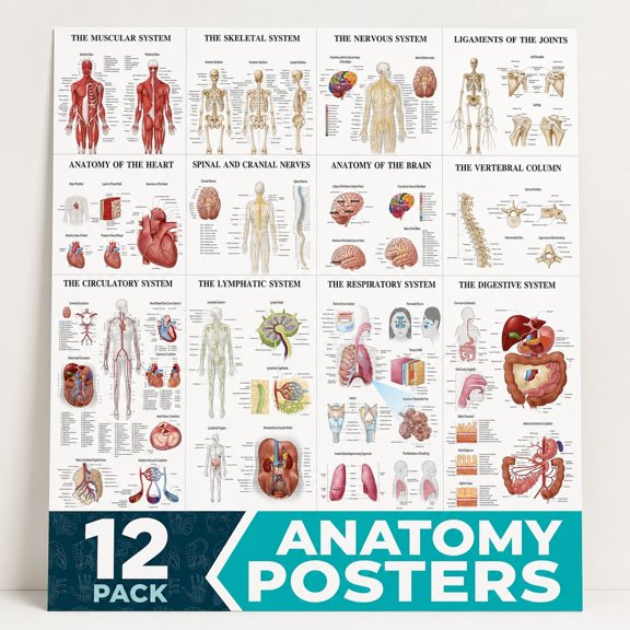 Brivelle Human Anatomy Systems Educational Chart Poster Medical reference Study and Classroom, office or wall, 12 x 8 in