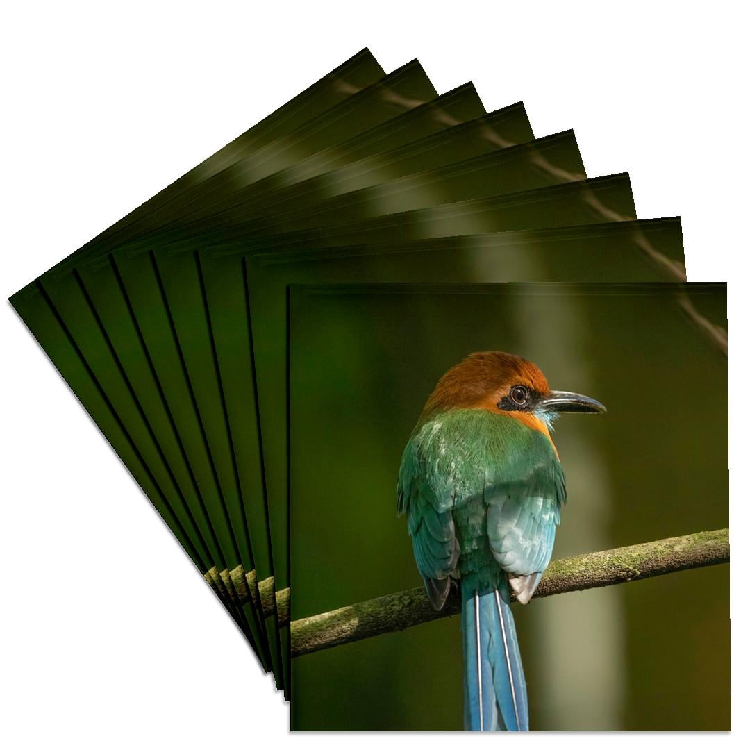3drose, Broad-billed Motmot on Limb, Costa Rica, Central America, Set ...