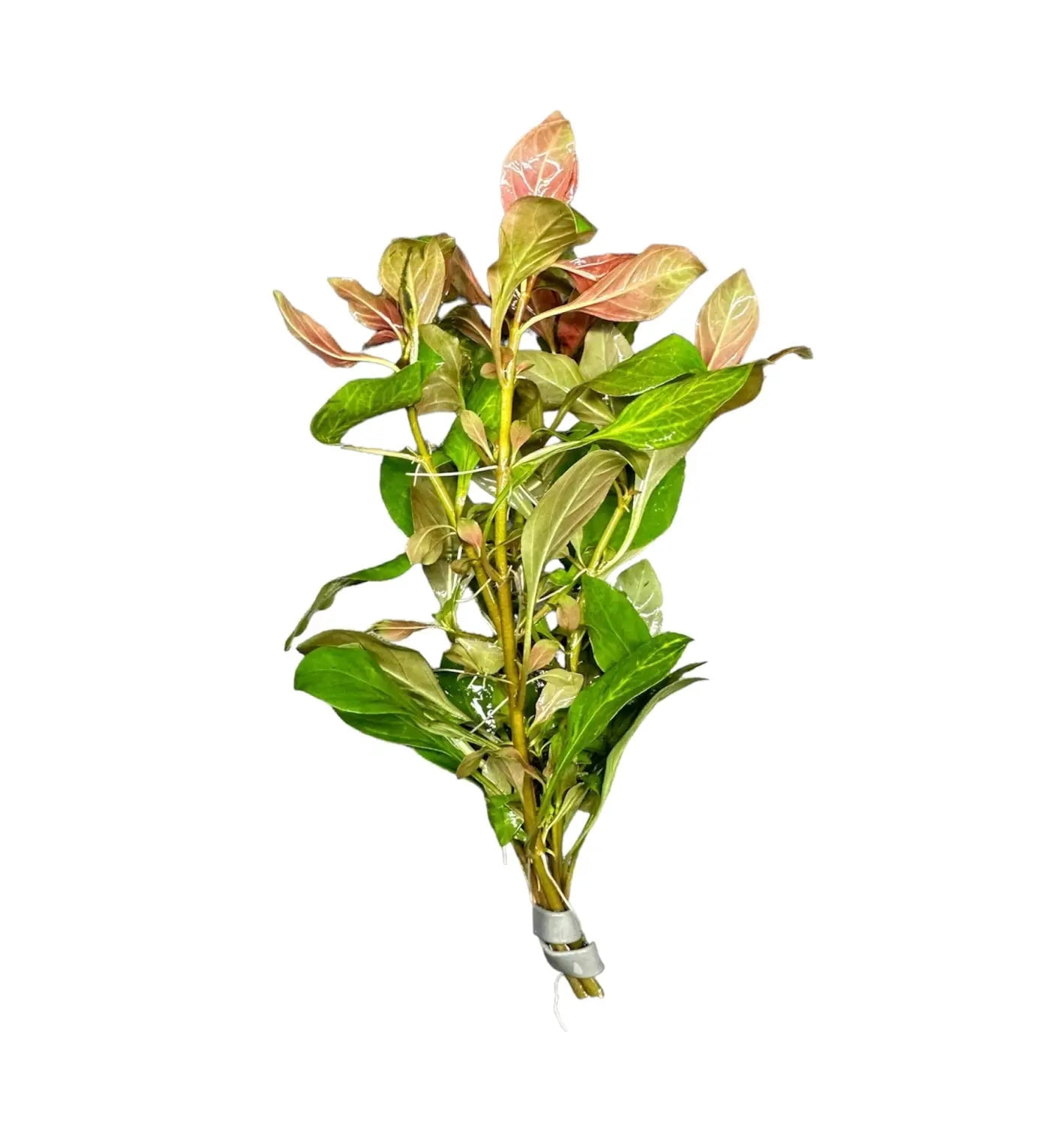 Broad-Leaf Ludwigia (Ludwigia Repens) Buy3get1free | Live Aquarium ...