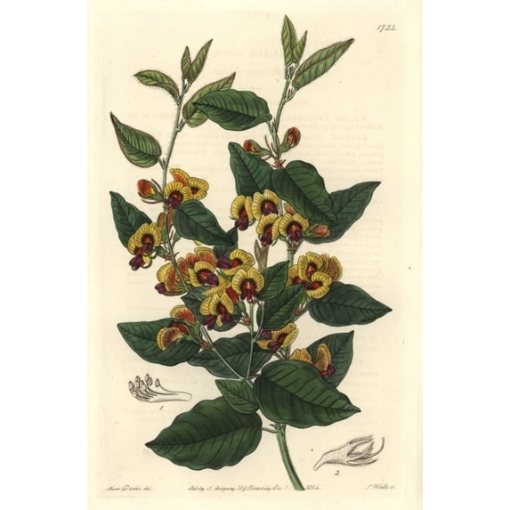 Broad-Leafed Brown Pea, Bossiaea Ornata Poster Print By ® Florilegius Mary Evans (24 X 36)