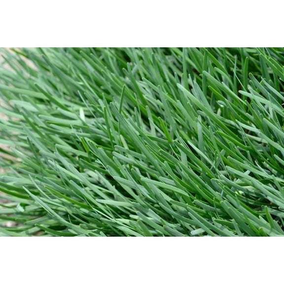 Broad Leaved Grolau Chives Allium schoenoprasum Herb Seeds for Planting Packet