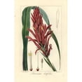 thumbnail image 1 of Broad Leaved Pitcairnia, Pitcairnia Bifrons Poster Print By ® Florilegius Mary Evans (24 X 36), 1 of 3
