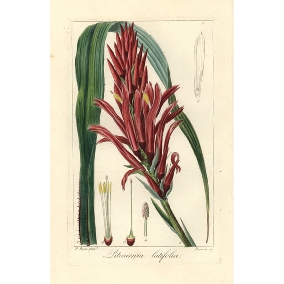 Broad Leaved Pitcairnia, Pitcairnia Bifrons Poster Print By ® Florilegius Mary Evans (24 X 36)
