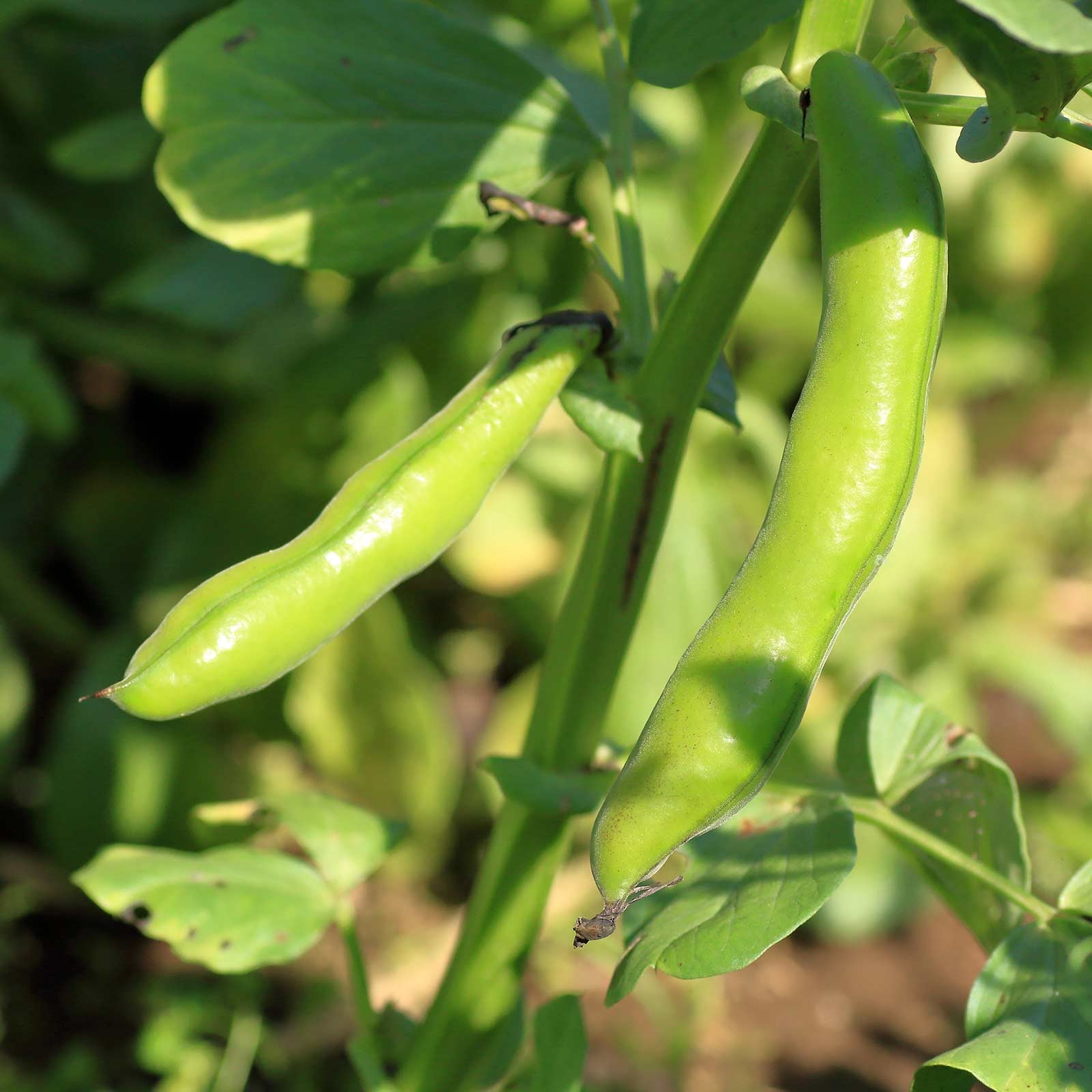 Broad Windsor Fava Bean Seed - 5 Lb ~1,400 Seeds - Non-GMO, Heirloom - Vegetable Garden Seeds - Vicia faba