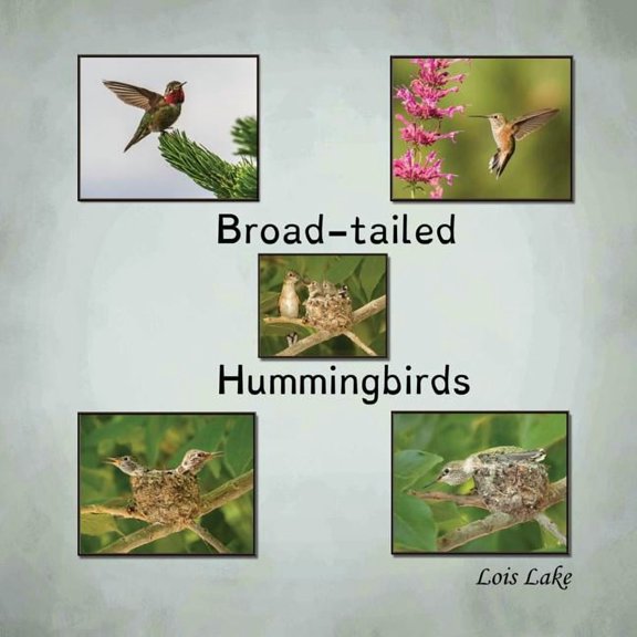 Broad-tailed Hummingbirds, (Paperback)