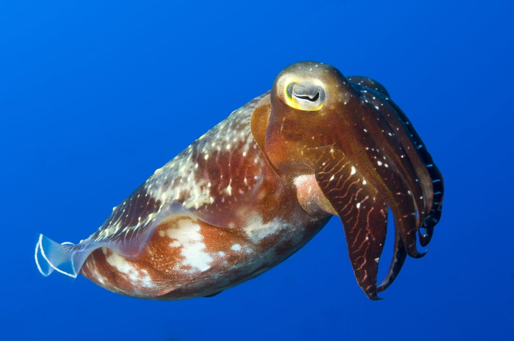 Broadclub Cuttlefish Papua New Guinea Canvas Art - Steve JonesStocktrek Images (18 x 12)