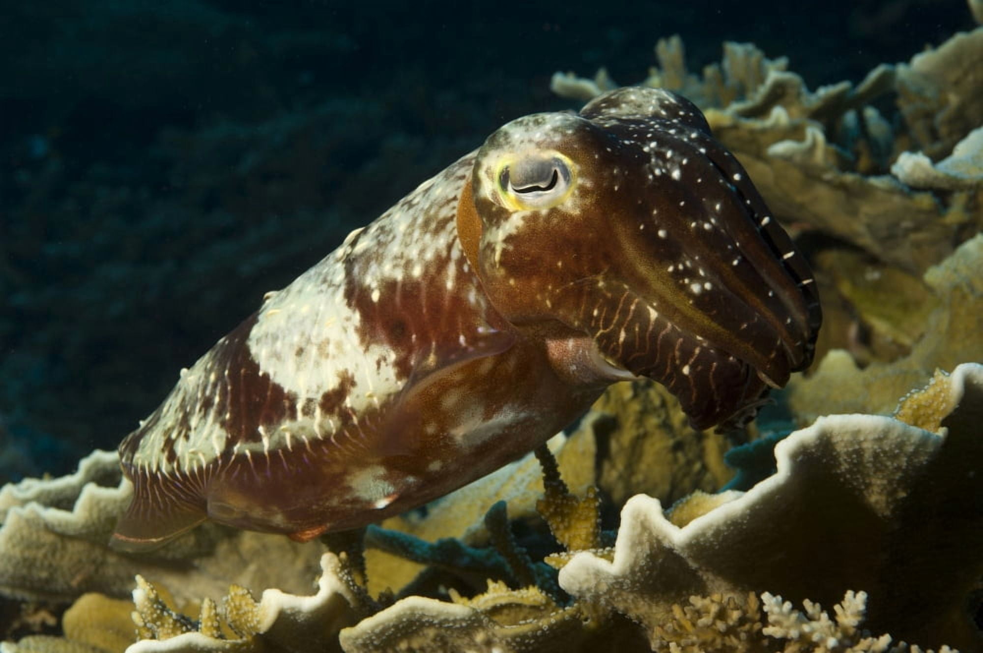 Broadclub Cuttlefish Papua New Guinea Canvas Art - Steve JonesStocktrek Images (18 x 12)