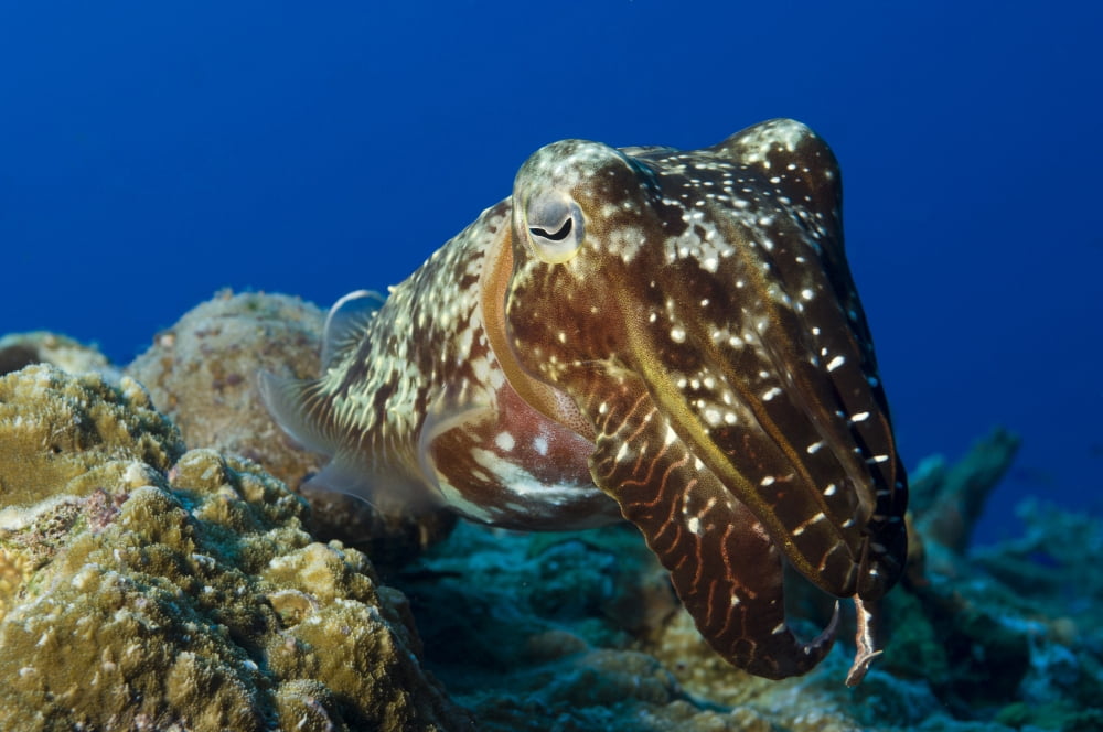Broadclub Cuttlefish Papua New Guinea Canvas Art - Steve JonesStocktrek Images (18 x 12)