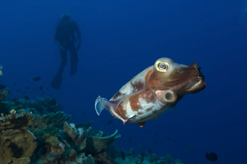 Broadclub Cuttlefish with diver Papua New Guinea Canvas Art - Steve JonesStocktrek Images (18 x 12)