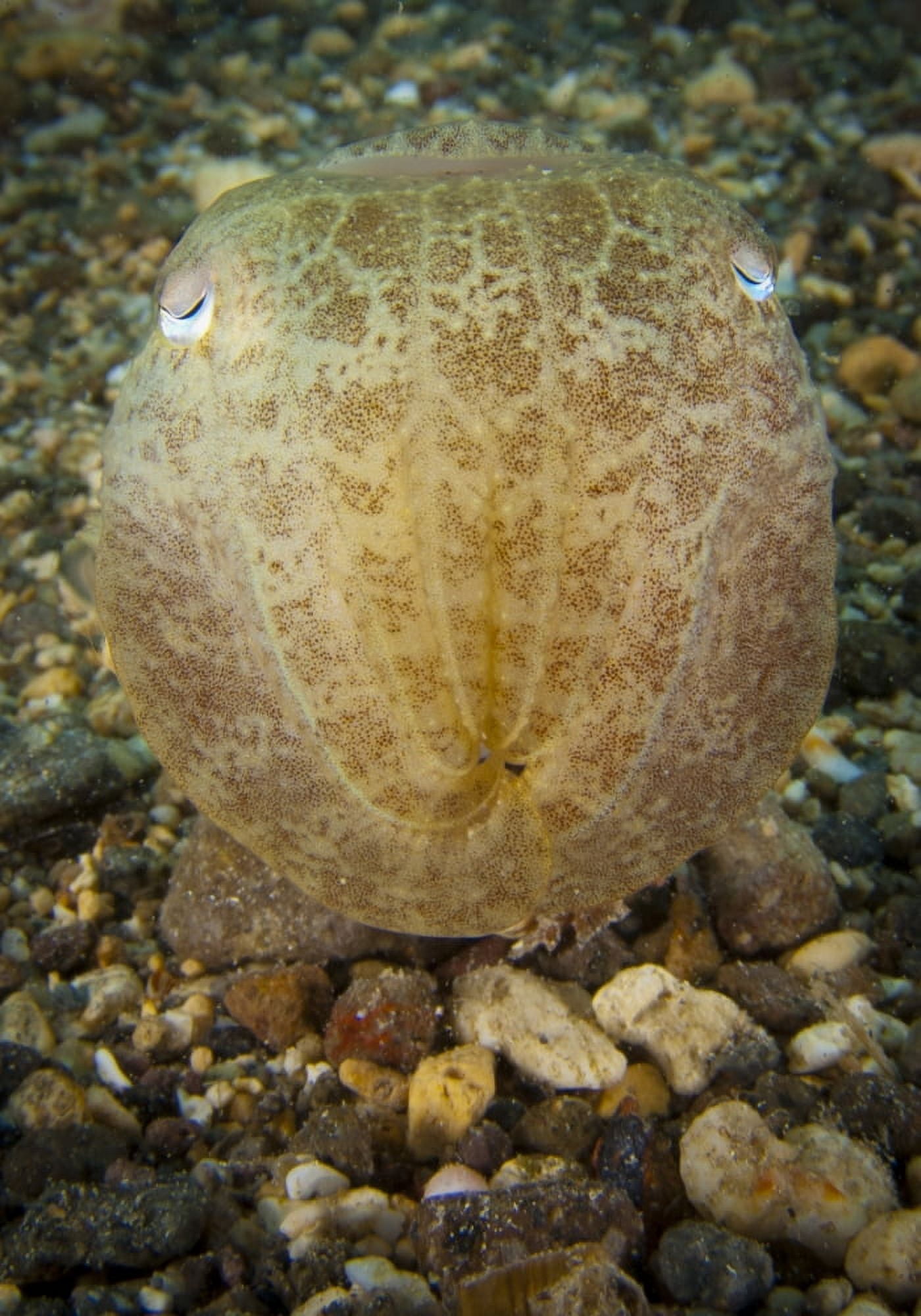 Broadclub cuttlefish head on view Gorontalo Indonesia Canvas Art - Steve JonesStocktrek Images (12 x 17)