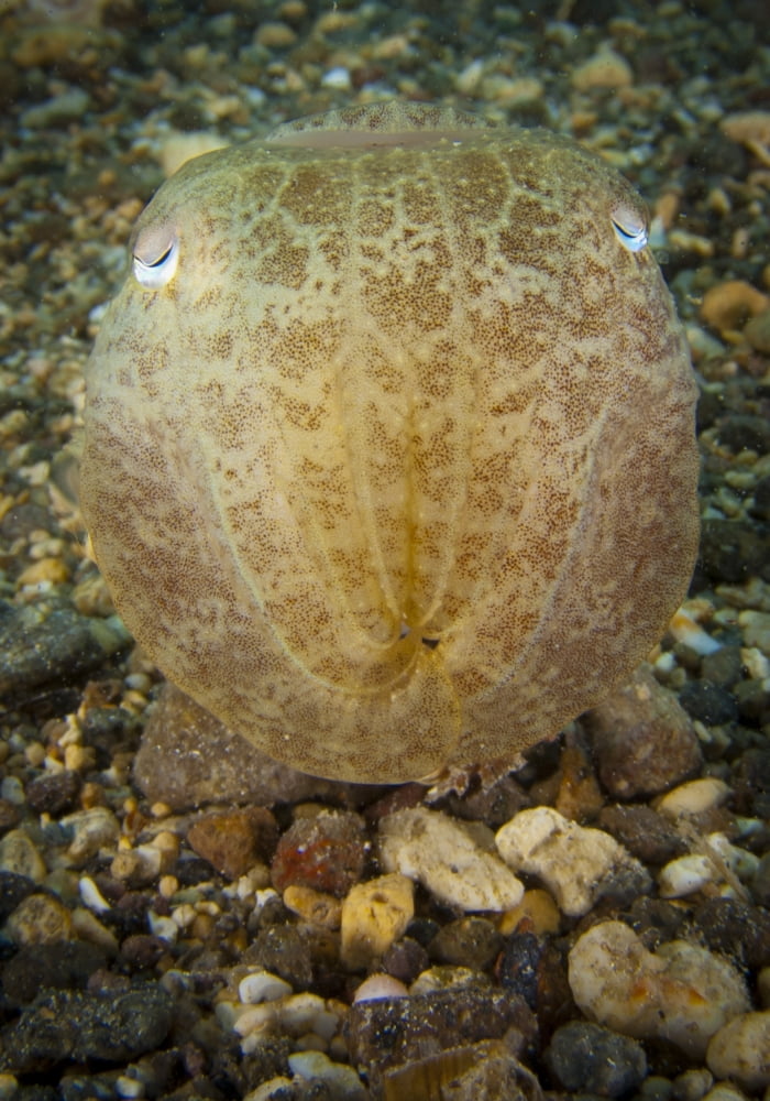 Broadclub cuttlefish head on view Gorontalo Indonesia Canvas Art - Steve JonesStocktrek Images (24 x 34)