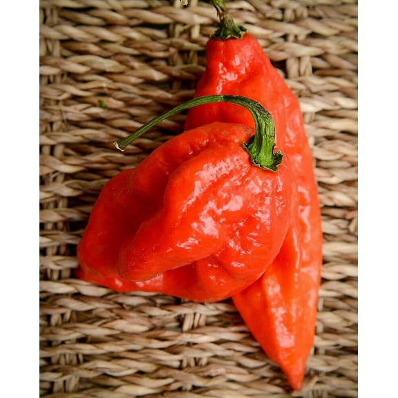 Broadhead (Ghost to Reaper to Trinidad Scorpion) Pepper Premium Seeds Packet Record Hottest