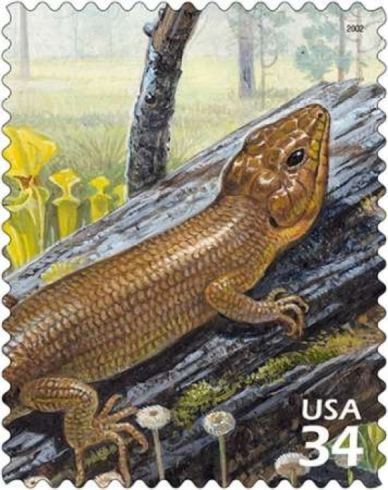 Broadhead Skink Canvas Art - US POSTAL SERVICE (24 x 30)