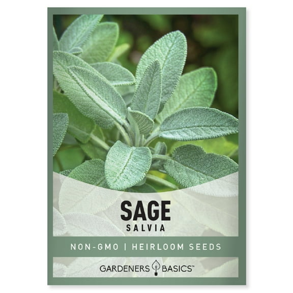 Broadleaf Sage Seeds