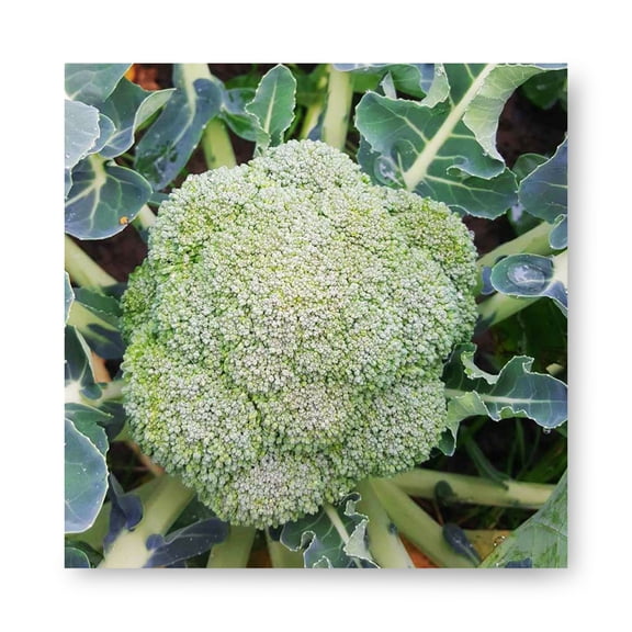 Harris Seeds Belstar F1 Organic Broccoli, Early Blue-Green Broccoli Heads, 1,000 Count